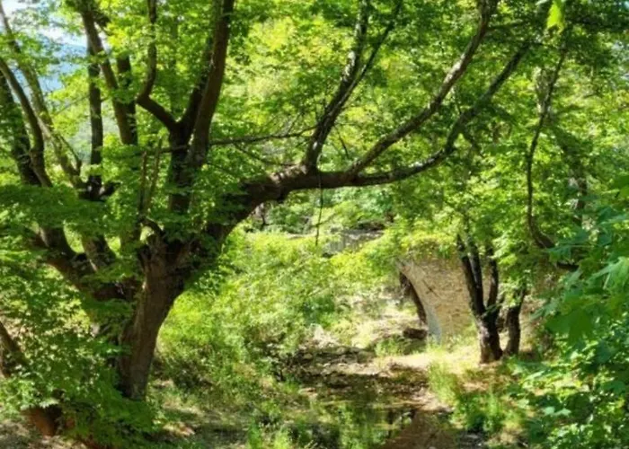 Alexandra Forest House *